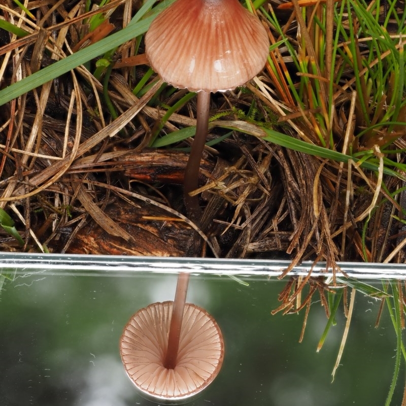 Mycena sp.