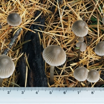 Mycena sp. ‘grey or grey-brown caps’