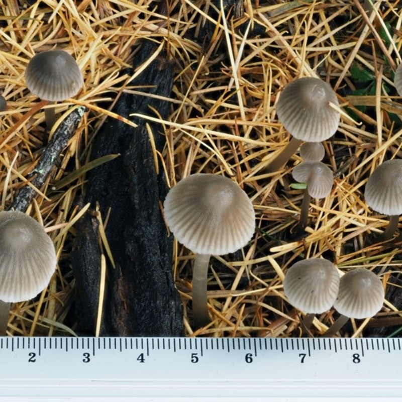 Mycena sp. ‘grey or grey-brown caps’