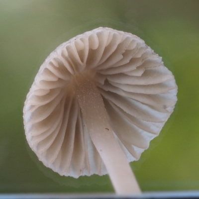 Mycena sp. ‘grey or grey-brown caps’