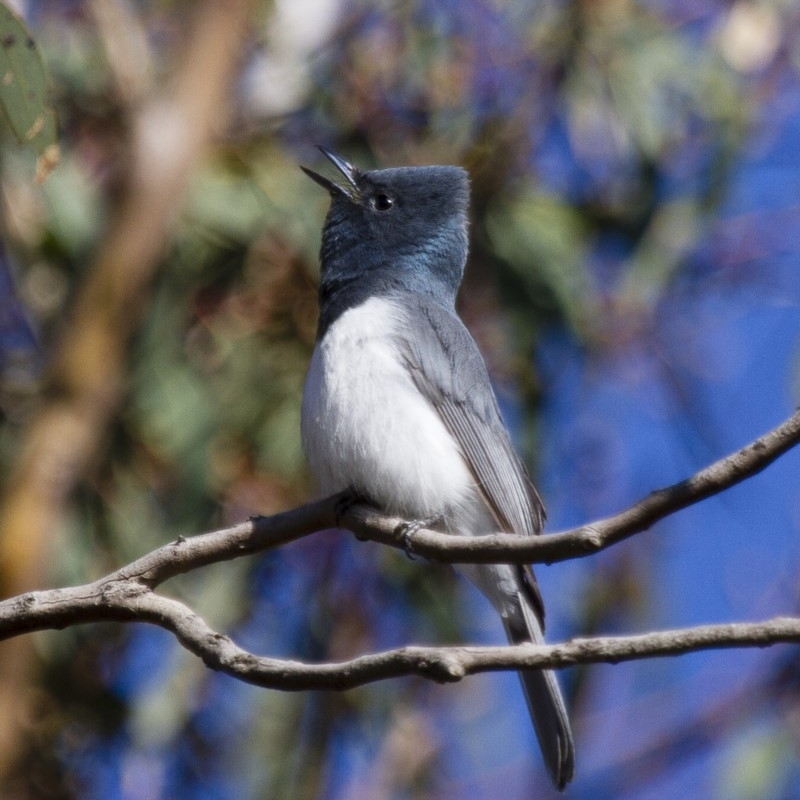 Myiagra rubecula