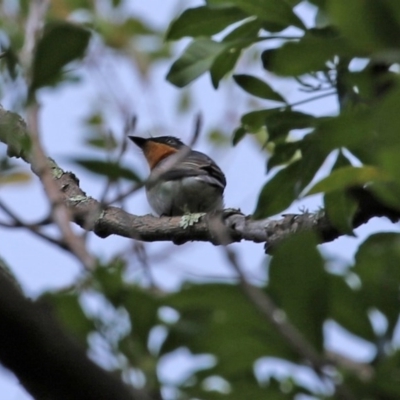 Myiagra rubecula/cyanoleuca