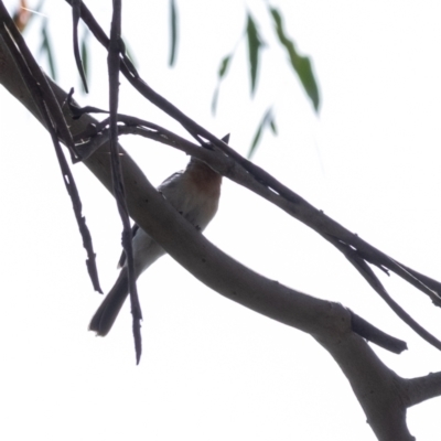 Myiagra rubecula/cyanoleuca