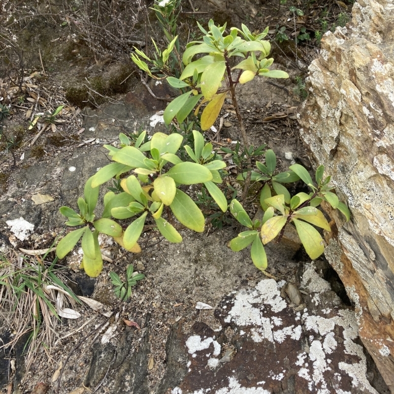 Myoporum insulare