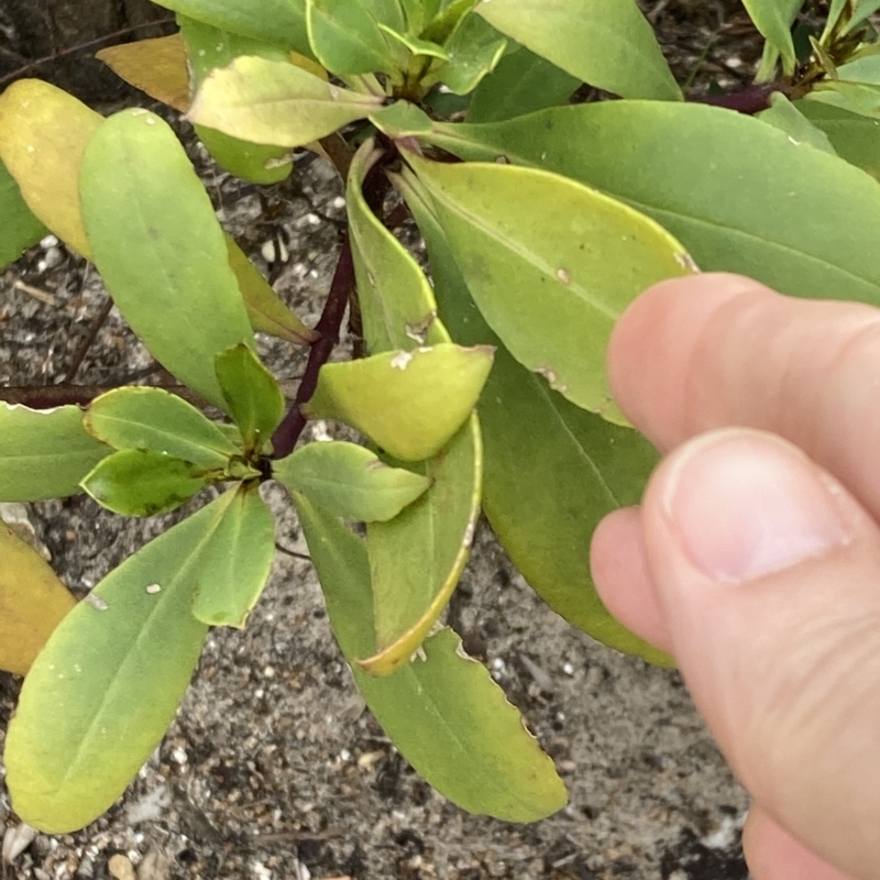 Myoporum insulare