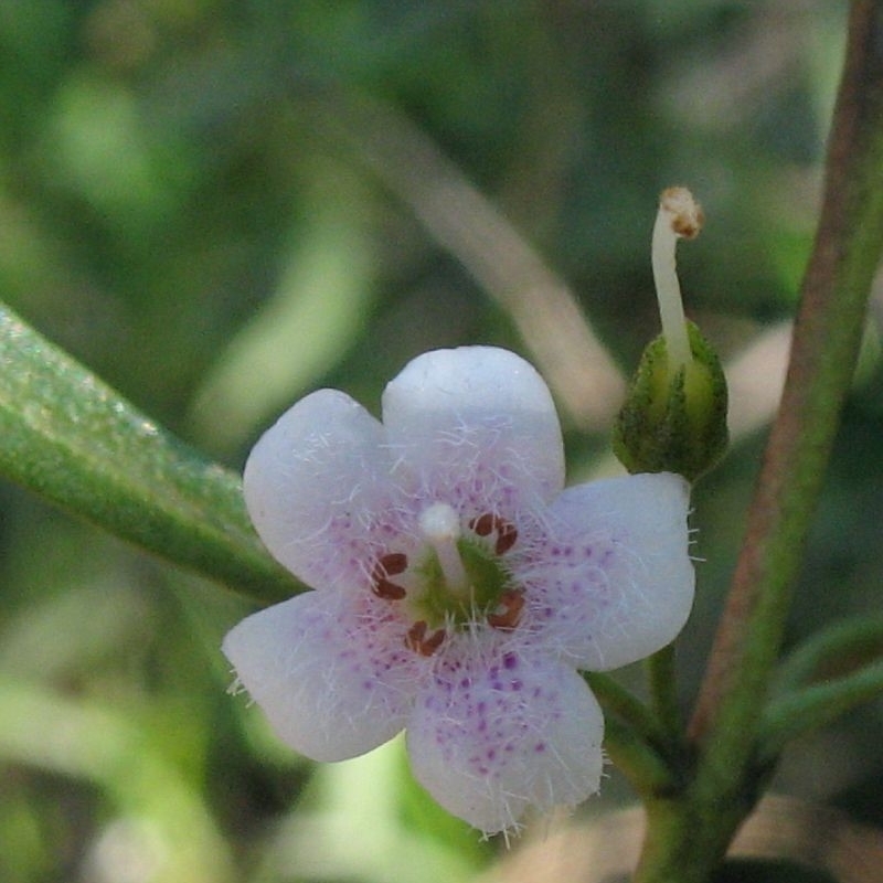 Myoporum montanum