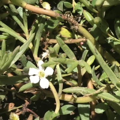 Myoporum parvifolium