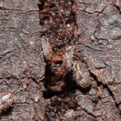 Myopsocus sp. (genus)