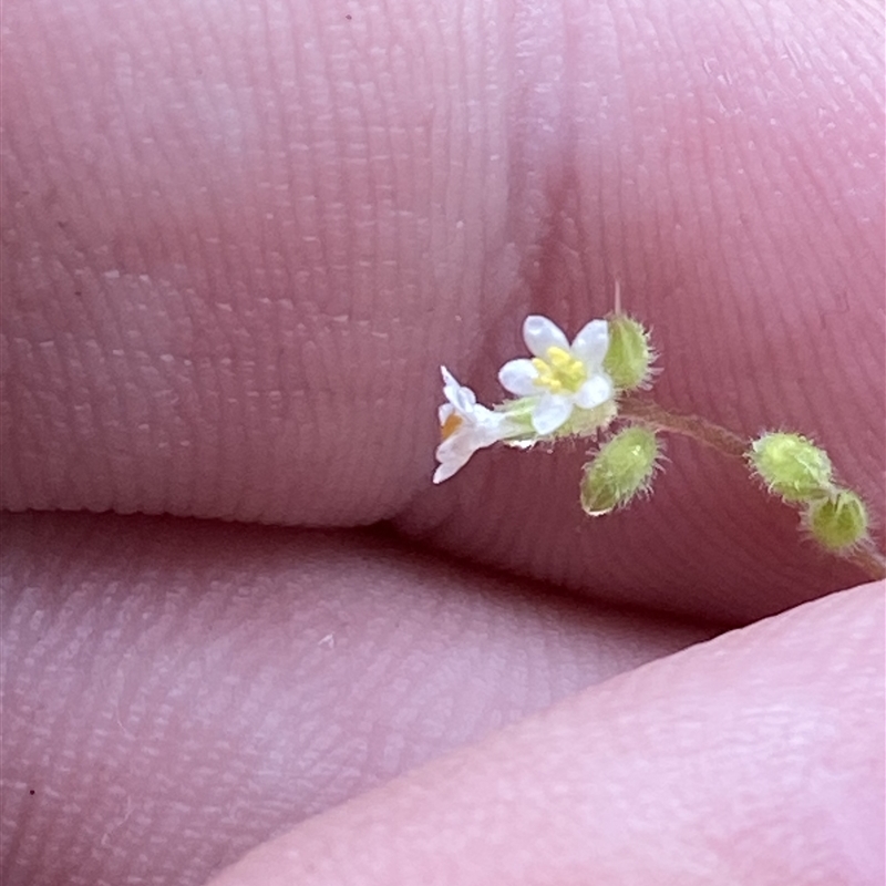 Myosotis australis