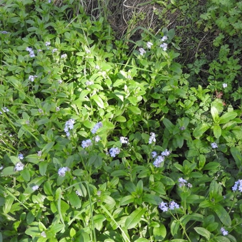 Myosotis discolor