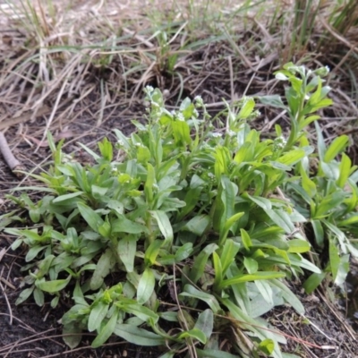 Myosotis laxa subsp. caespitosa