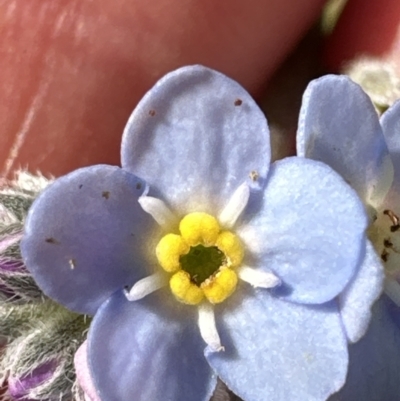 Myosotis sylvatica