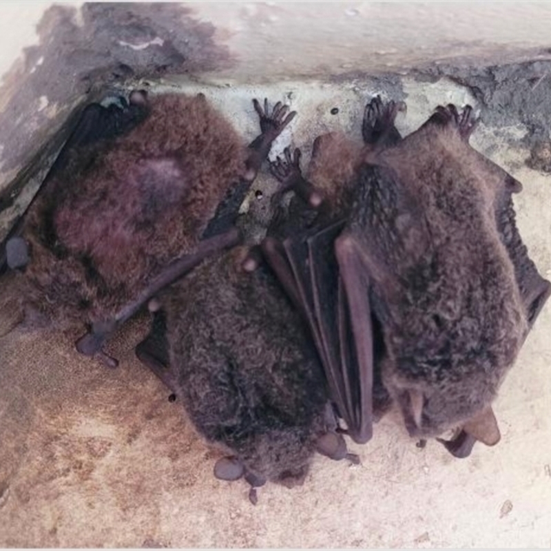 Myotis macropus