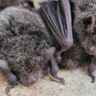 Myotis macropus