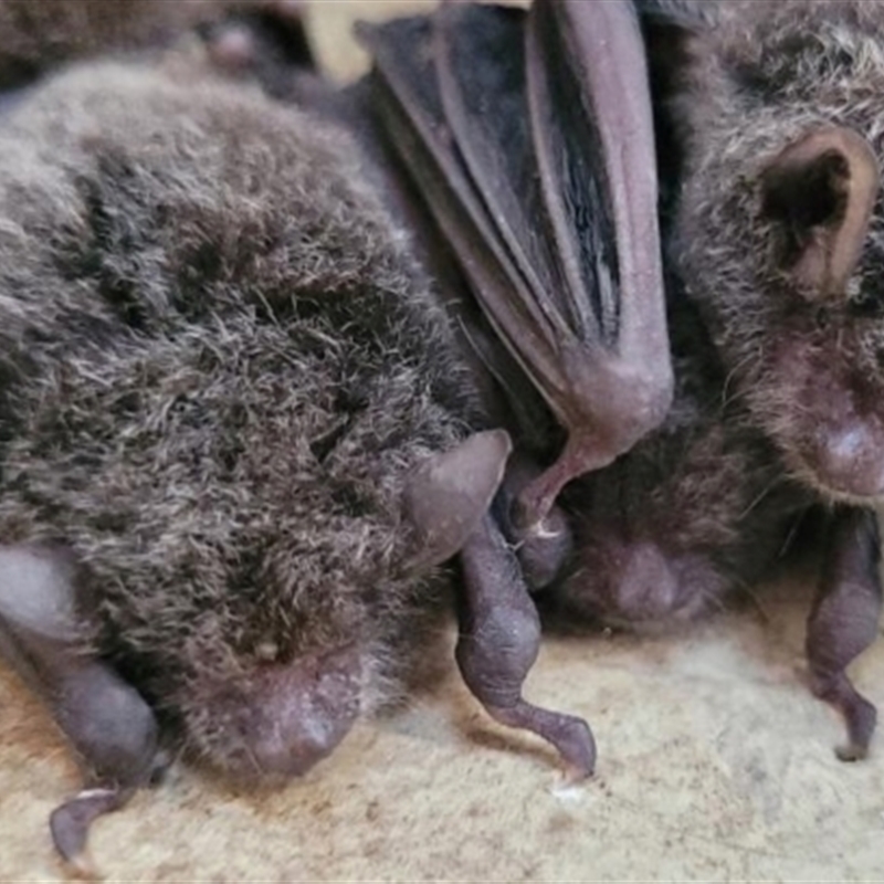 Myotis macropus