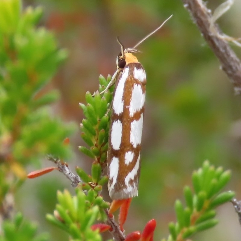 Myrascia trijugella