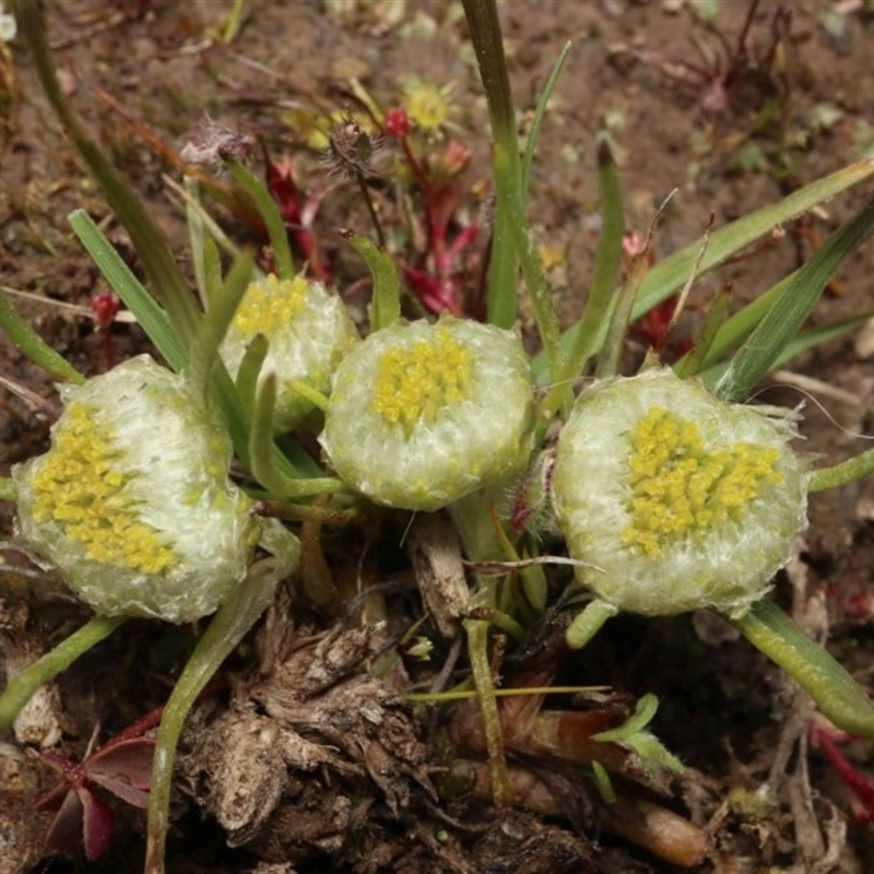 Myriocephalus rhizocephalus