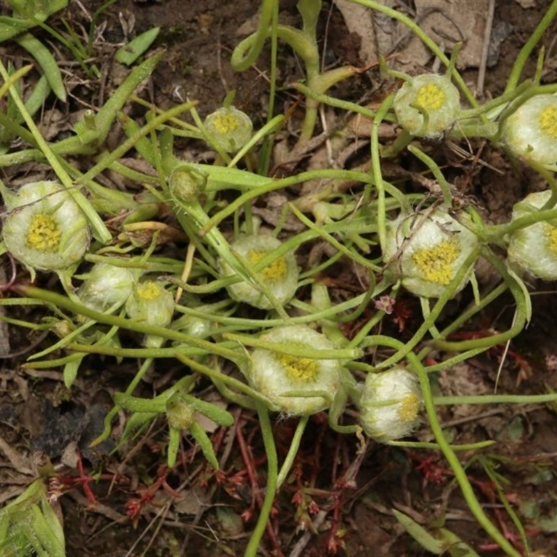 Myriocephalus rhizocephalus