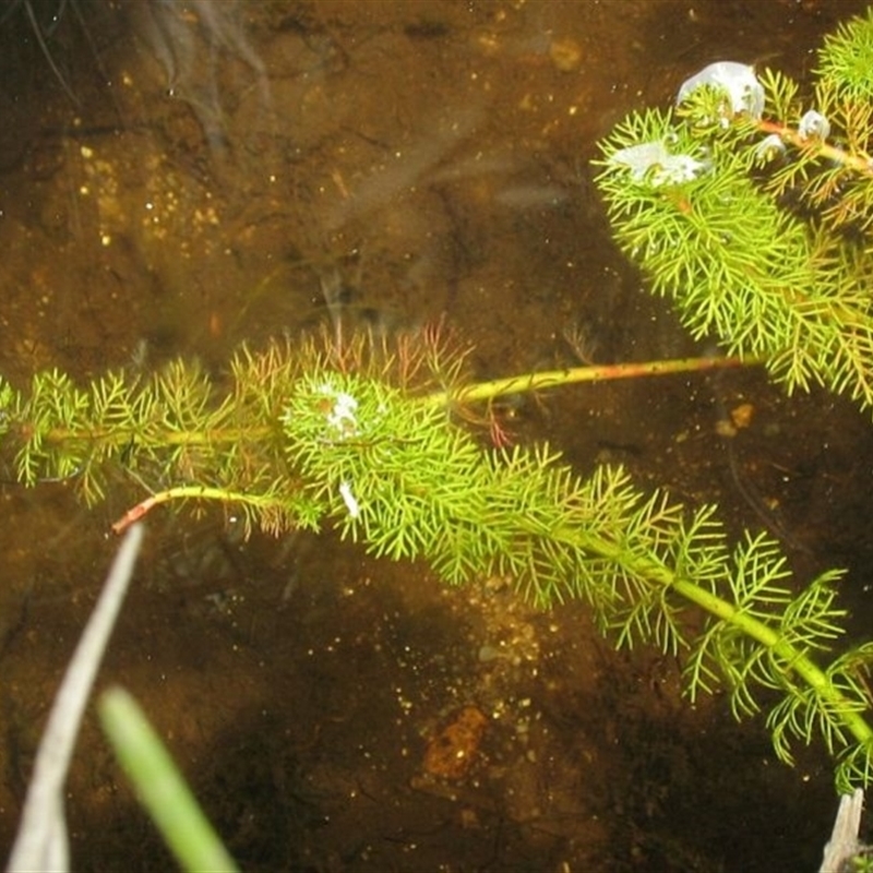 Myriophyllum alpinum