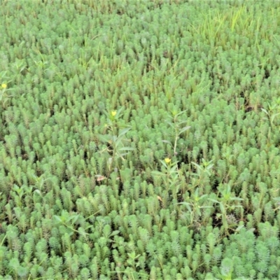 Myriophyllum aquaticum