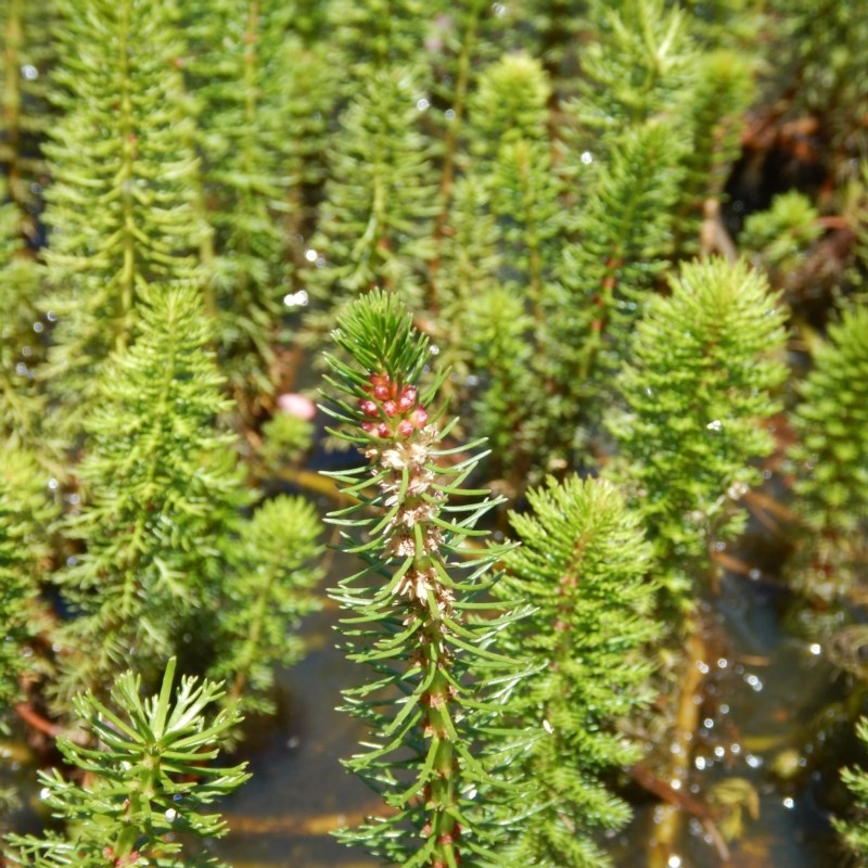 Myriophyllum crispatum