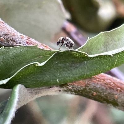 Anthribidae sp. (family)