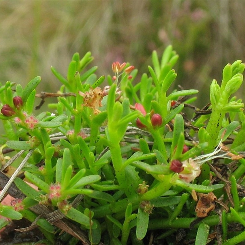 Myriophyllum pedunculatum subsp. pedunculatum