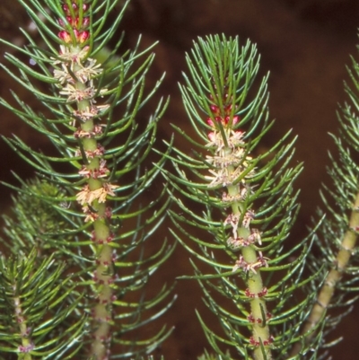 Myriophyllum simulans