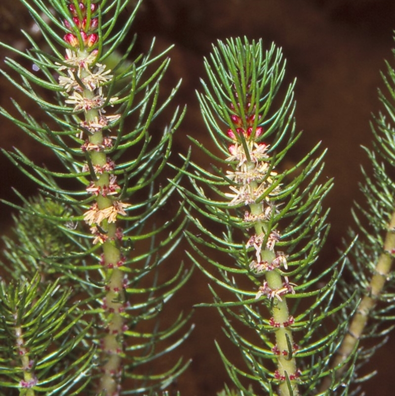 Myriophyllum simulans