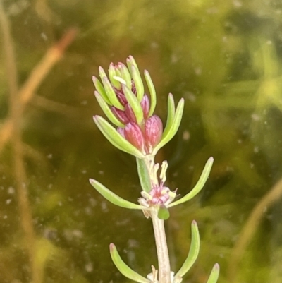 Myriophyllum simulans