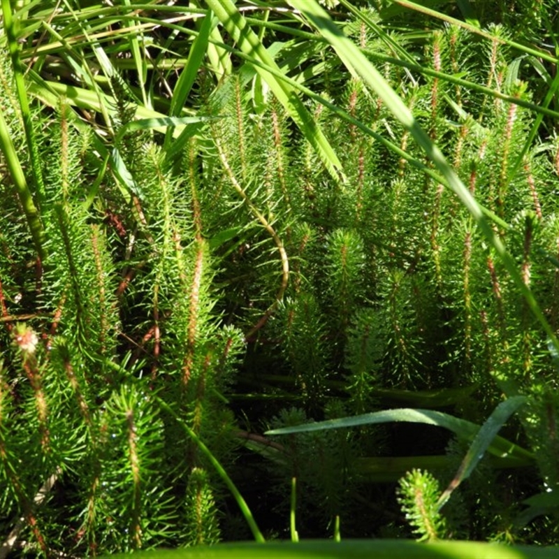 Myriophyllum simulans