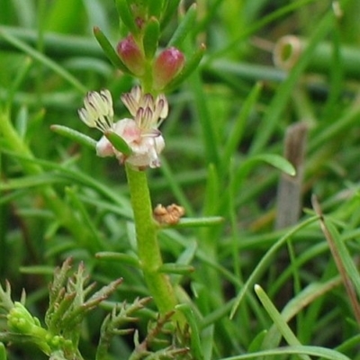 Myriophyllum sp.