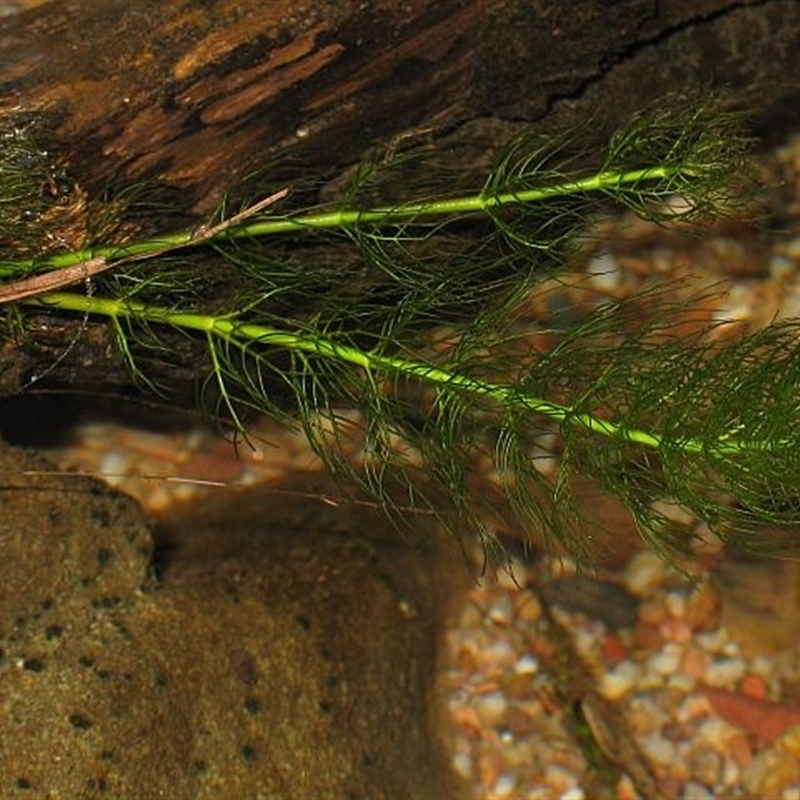 Myriophyllum sp.