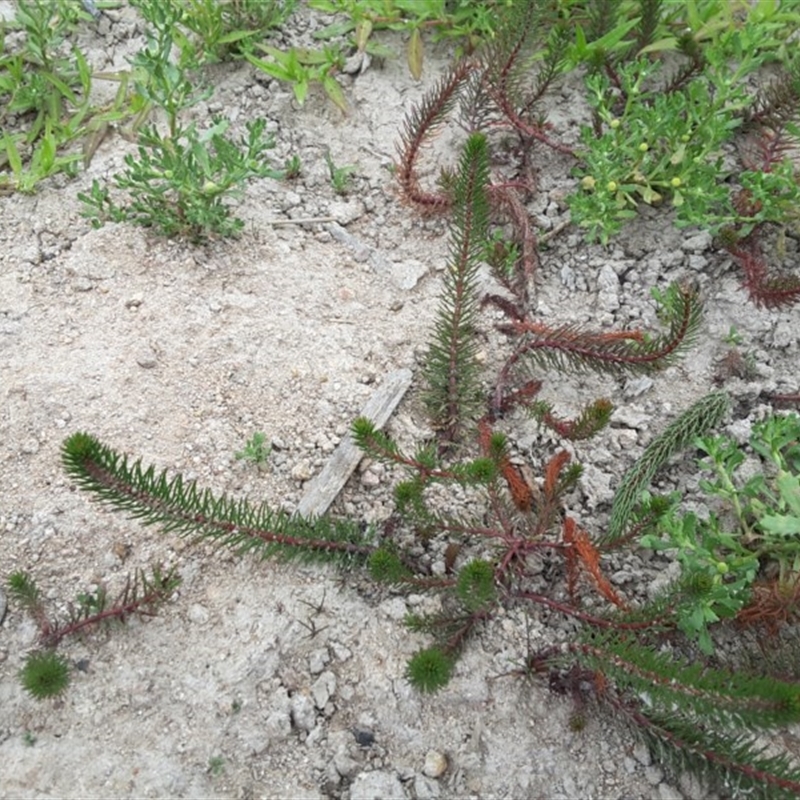 Myriophyllum variifolium