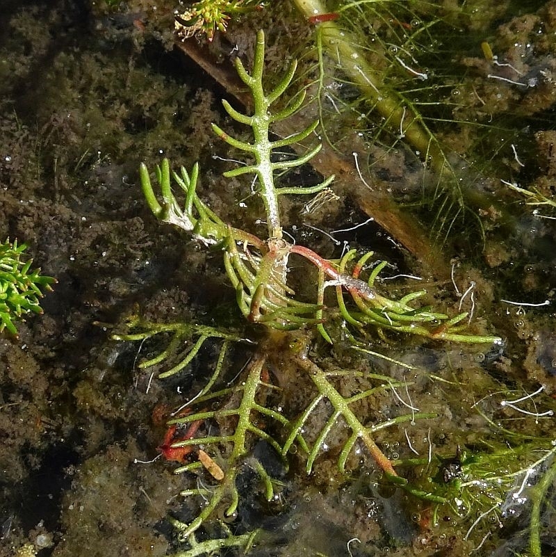 Myriophyllum variifolium