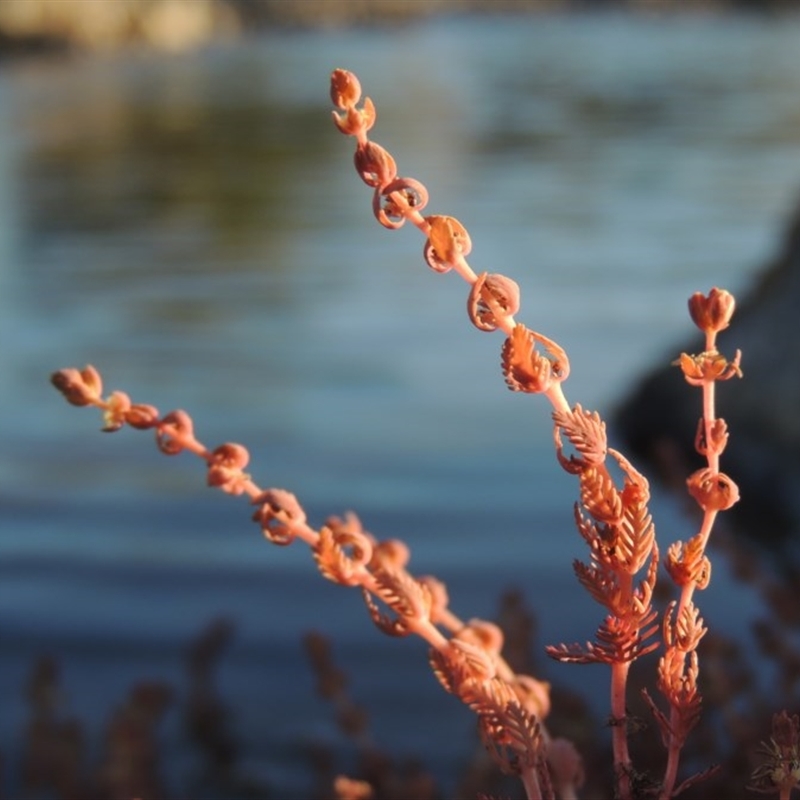 Myriophyllum verrucosum