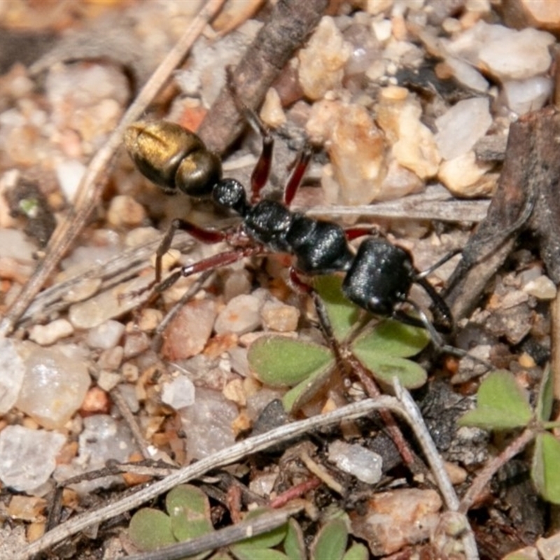 Myrmecia fulvipes