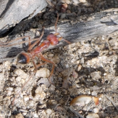 Myrmecia gulosa