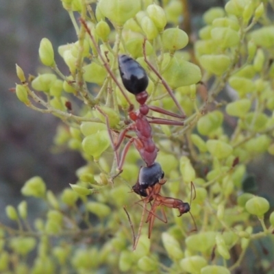 Myrmecia nigriceps