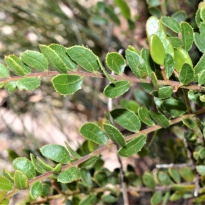 Acacia hispidula