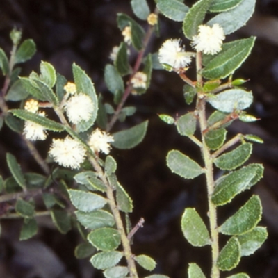 Acacia hispidula
