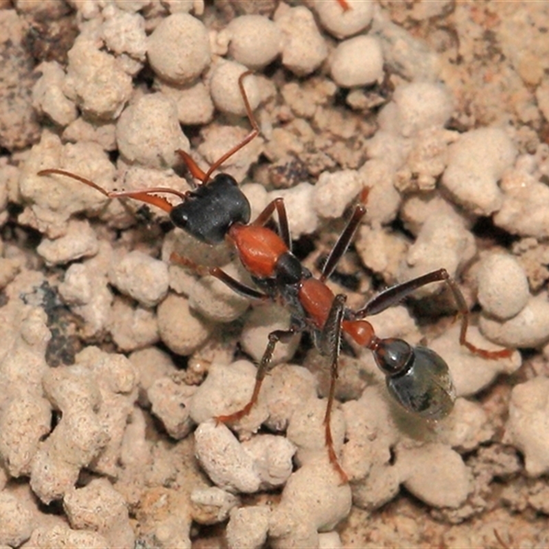 Myrmecia nigrocincta