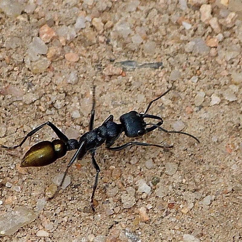 Myrmecia piliventris