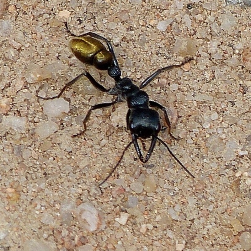 Myrmecia piliventris