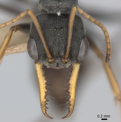 Myrmecia pilosula