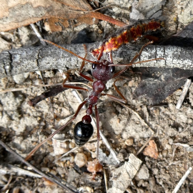 Myrmecia simillima