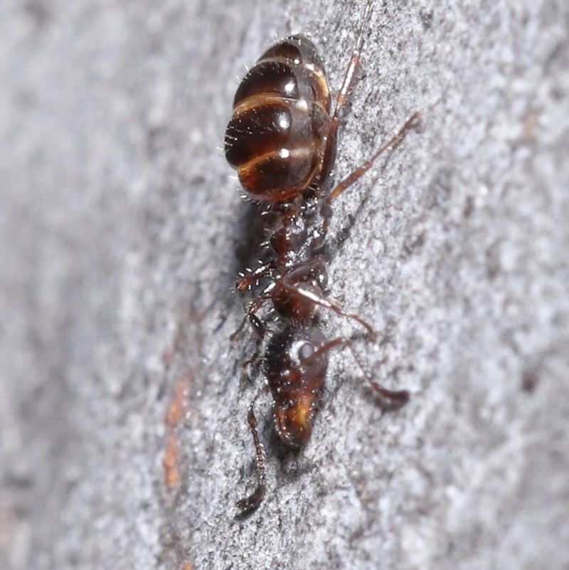 Myrmecorhynchus emeryi