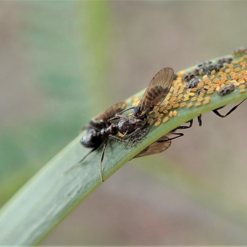 Myrmecorhynchus emeryi