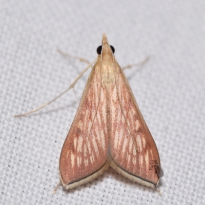 Antigastra catalaunalis (Spilomelinae)