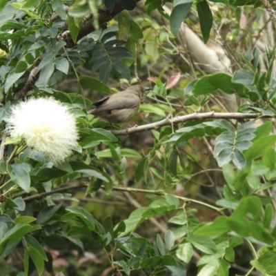 Myzomela obscura